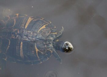 The Definitive Guide to Checking and Managing Your NC Medicaid Status