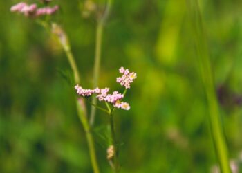 Beyond the Prescription: How I Stopped Fighting My Arthritis and Started Tending My Life—A Gardener’s Guide to Thriving