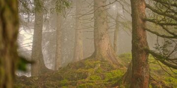 Beyond the Pyramid: Why Everything You Know About Social Needs Is Wrong (And How an Underground Forest Network Taught Me the Truth)