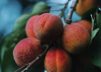 Beyond the Orchard: Why We Fail at Equality and How the Hidden Networks of a Forest Hold the Answer