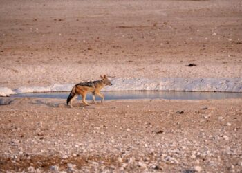 It’s Not a Maze, It’s a Wilderness: A Survivor’s Field Guide to Finding Free Insurance in America